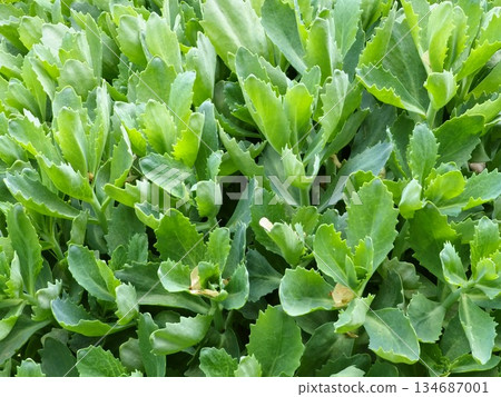 Sedum in an early spring, with only green leaves. Young shoots of Hylotelephium telephium. Beautiful green plants. Natural background. 134687001