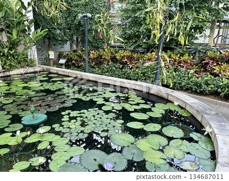 Lotus leaves floating in a pond Lotus leaves floating in a pond 134687011