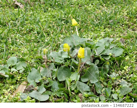 The first spring flowers. Buds. Blooming yellow Ranunculus ficaria. Floral background The first spring flowers. Buds. Blooming yellow Ranunculus ficaria. Floral background 134687222