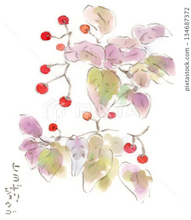 A watercolor illustration of an autumn-winter plant, the purple-colored leaves and red berries of the bulbul-like fungus A watercolor illustration of an autumn-winter plant, the purple-colored leaves and red berries of the bulbul-like fungus 134687372