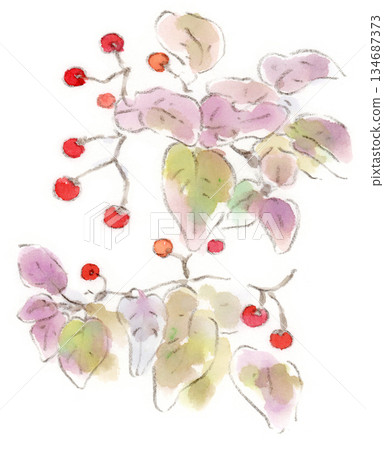 A watercolor illustration of an autumn-winter plant, the purple-colored leaves and red berries of the bulbul-like fungus A watercolor illustration of an autumn-winter plant, the purple-colored leaves and red berries of the bulbul-like fungus 134687373
