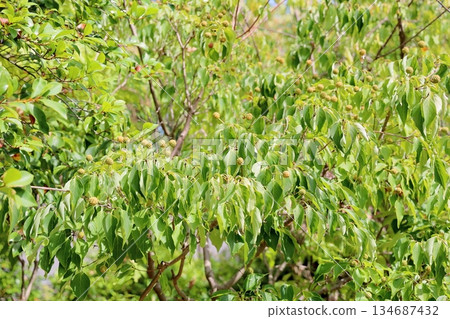 Cute mountain ash fruit Cute mountain ash fruit 134687432