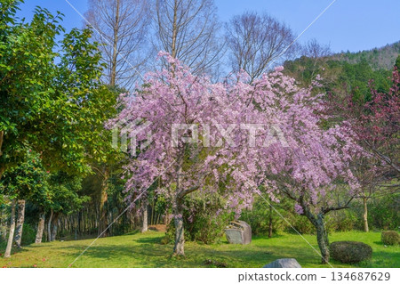 A view of weeping cherry blossoms in full bloom against a blue sky 134687629