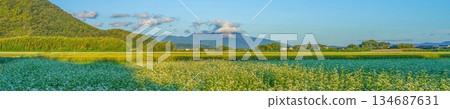 A panoramic view of Mt. Ibuki and buckwheat fields in full bloom against a blue sky 134687631