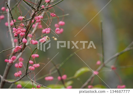 粉紅色堅果 134687777