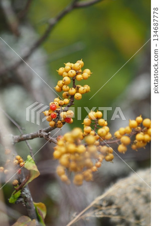The fruit of Oriental bittersweet The fruit of Oriental bittersweet 134687778