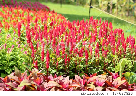 Cute cockscomb flower 134687826