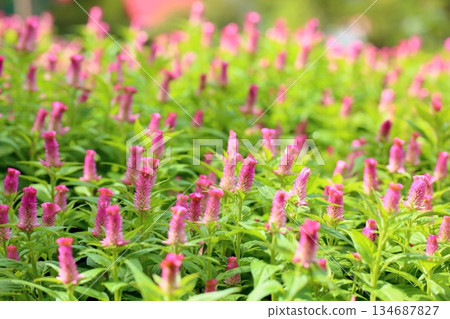可愛的雞冠花 可愛的雞冠花 134687827