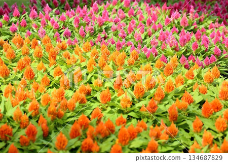 可愛的雞冠花 可愛的雞冠花 134687829