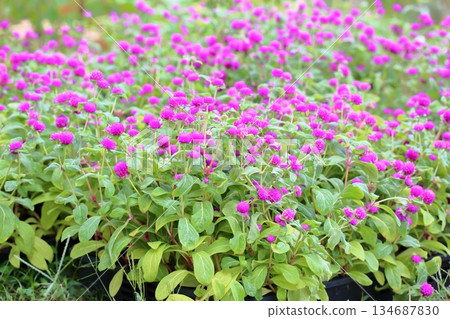 可愛的千日紅花 134687830