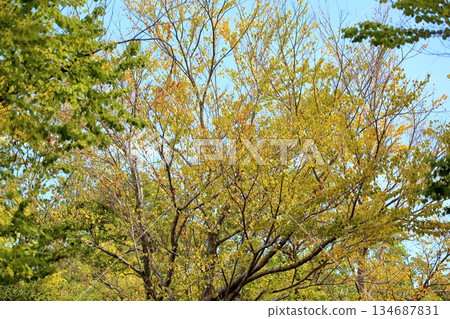 桂花葉子變黃 134687831