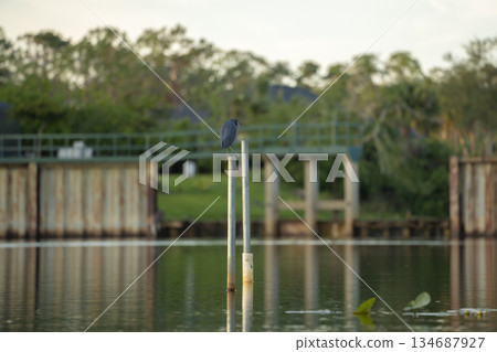 Little blue heron bird perching near lake water in Florida wetland Little blue heron bird perching near lake water in Florida wetland 134687927