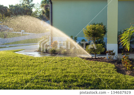 Lawn grass watering with automated sprinkler. Keeping green backyard during dry season 134687929