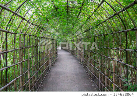 向島百花園：寧靜的園林景觀，一條隧道般的灌木三葉草小徑蜿蜒而過，四周環繞著竹子和綠植。 134688064