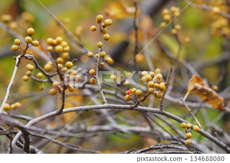The fruit of Oriental bittersweet 134688080