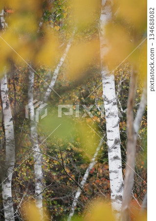 Birch trees beyond the yellow leaves 134688082