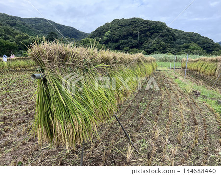 米飯乾燥 134688440