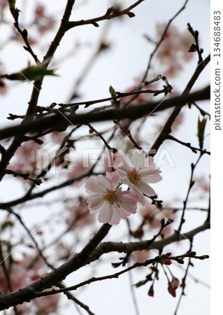 Cherry blossoms starting to bloom Cherry blossoms starting to bloom 134688483