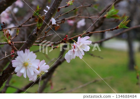 Cherry Blossom	 134688484