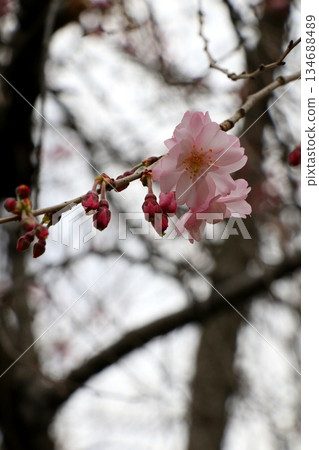 Cherry blossoms starting to bloom 134688489