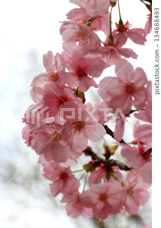 Cherry blossom 134688493