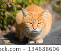 Stars and cats with cats 134688606
