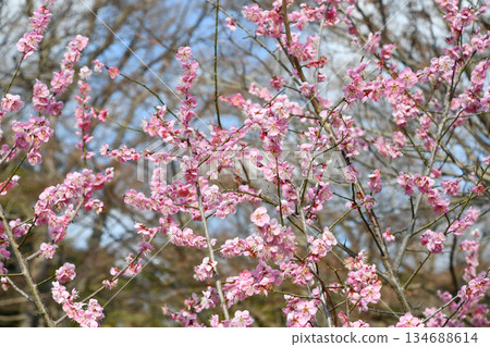 梅花‘michishirube’ 梅花‘michishirube’ 134688614