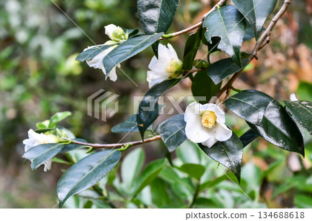 山茶花“白色侘助” 山茶花“白色侘助” 134688618