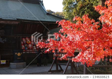 高崎著名的寺廟達司寺，楓樹閃耀著光芒 134688623