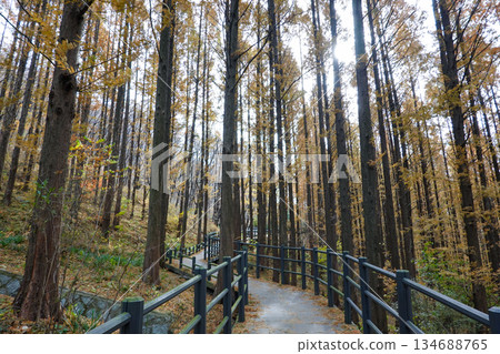 Serene Metasequoia Forest Trail in Ansan Seoul during Autumn with Tall Trees and Sunlight Streaming Through Serene Metasequoia Forest Trail in Ansan Seoul during Autumn with Tall Trees and Sunlight Streaming Through 134688765
