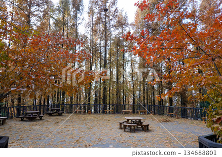 Peaceful Resting Area Surrounded by Autumn Metasequoia Trees along the Ansan Dullegil Trail in Seoul Peaceful Resting Area Surrounded by Autumn Metasequoia Trees along the Ansan Dullegil Trail in Seoul 134688801