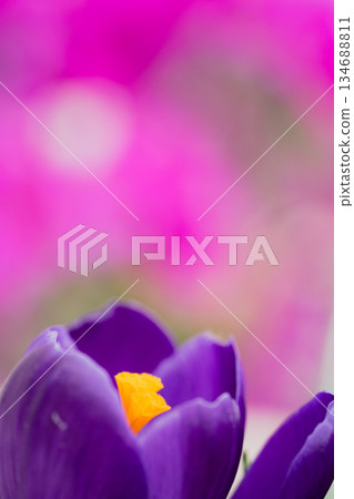 Purple crocuses blooming in spring background 134688811