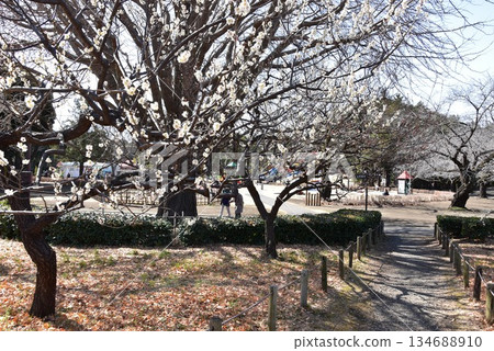 神奈川縣平塚市綜合公園，盛開的梅花步道和廣場 134688910