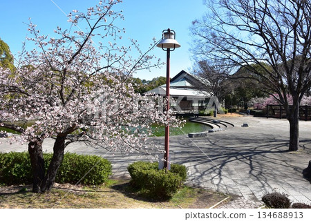 神奈川縣平塚市綜合公園的櫻花盛開，還有休息亭和大型池塘。 134688913