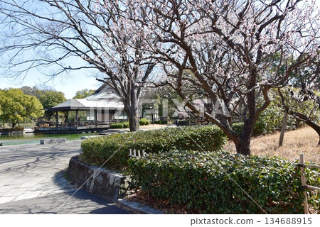 神奈川縣平塚市綜合公園的櫻花盛開，還有休息亭和大型池塘。 134688915