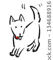 A happy white dog wagging its tail 134688916