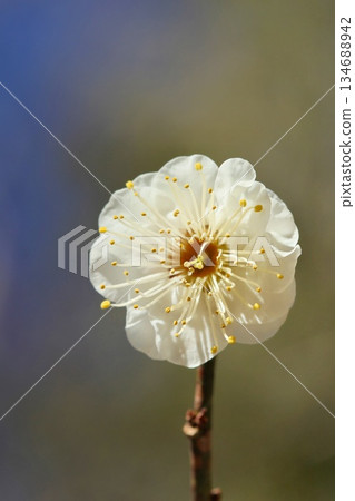 白梅花特寫早春 白梅花特寫早春 134688942