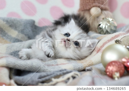 One month old Minuet kitten One month old Minuet kitten 134689265