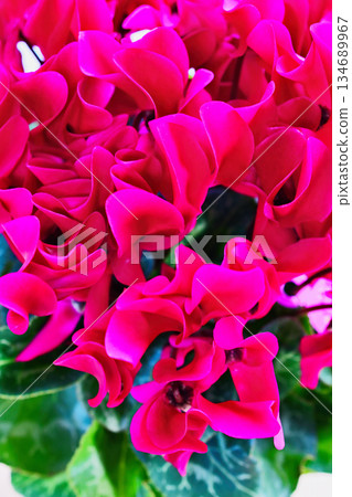 Red cyclamen flower Red cyclamen flower 134689967