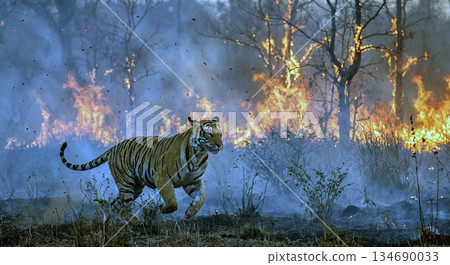 Lions in Burning Grassland 134690033