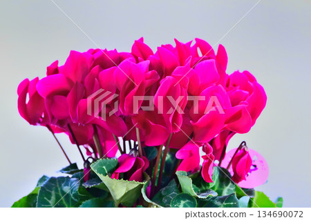 Red cyclamen flower 134690072