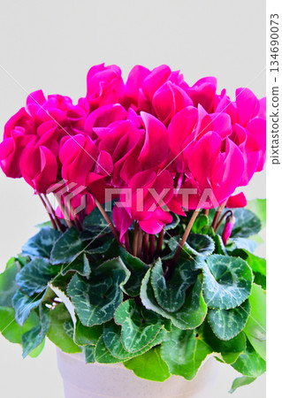 Red cyclamen flower Red cyclamen flower 134690073