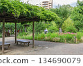 Wisteria trellis and early summer garden scenery at Mukojima Hyakkaen 134690079
