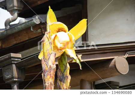Mukojima Hyakkaen Gardens: Banana flowers in front of the Onari Zashiki room (front) 134690080