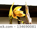 Mukojima Hyakkaen Gardens: Banana flowers (sideways) in front of the Onari Zashiki room in the garden 134690081
