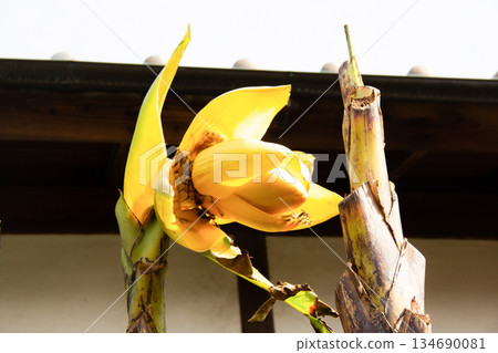Mukojima Hyakkaen Gardens: Banana flowers (sideways) in front of the Onari Zashiki room in the garden 134690081