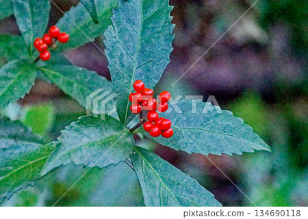 A member of the family Asteraceae that produces beautiful red fruits. 134690118