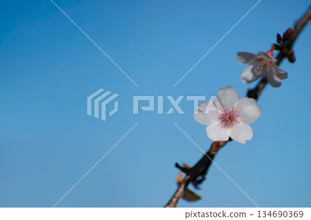 四季櫻花在秋天 134690369