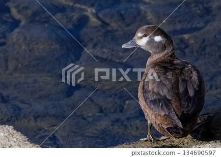 A female Harlequin duck resting by the river A female Harlequin duck resting by the river 134690597