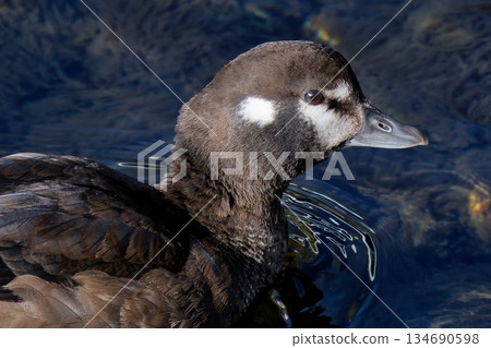 Close-up of a female Harlequin duck's face Close-up of a female Harlequin duck's face 134690598